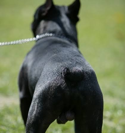犬の会陰ヘルニアと緊急時の外科的処置
