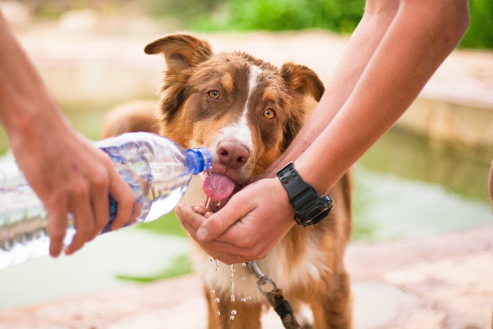 病気のサイン?愛犬が水をがぶ飲みしている時に考えられること5選