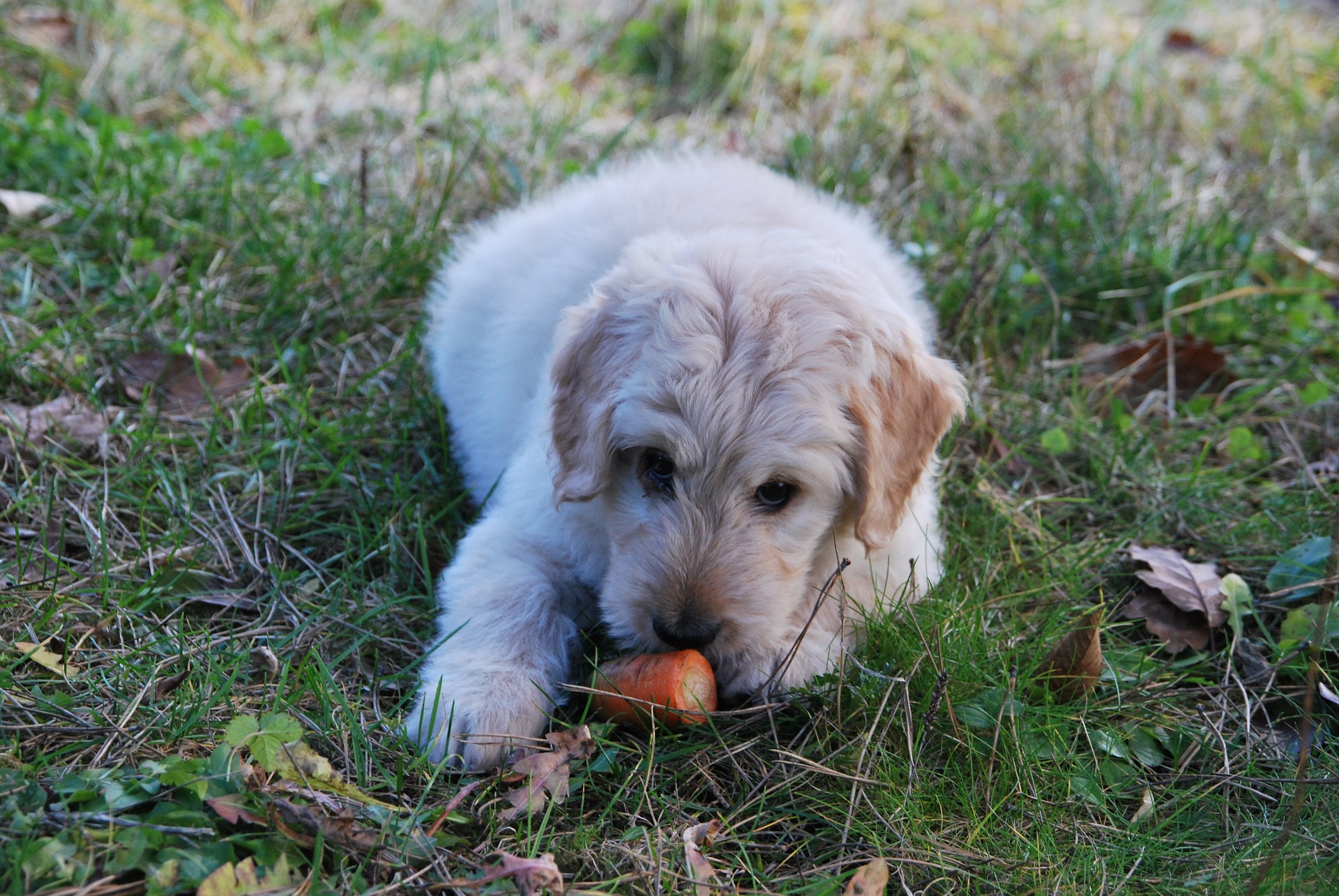愛犬に野菜をあげたい!与えるときに注意したいこと