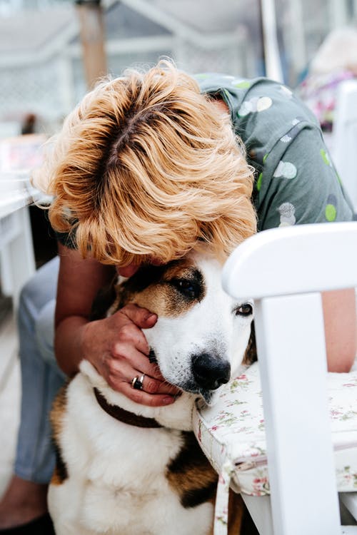犬のお手入れ