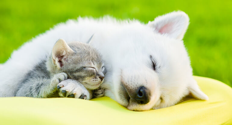 本当は怖い犬糸状虫症…!しっかり予防できていますか?