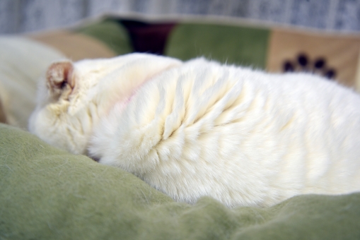 猫の皮膚病「ホットスポット」について