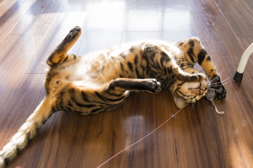 愛猫が吐いた!考えられる原因と対処法を説明!