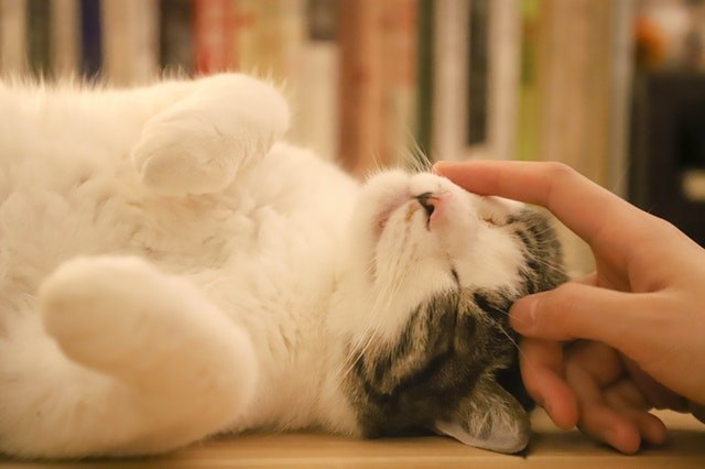猫にマッサージをしよう!猫の健康にもコミュニケーションにも効果的