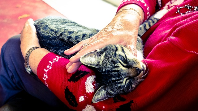 猫にマッサージをしよう!猫の健康にもコミュニケーションにも効果的