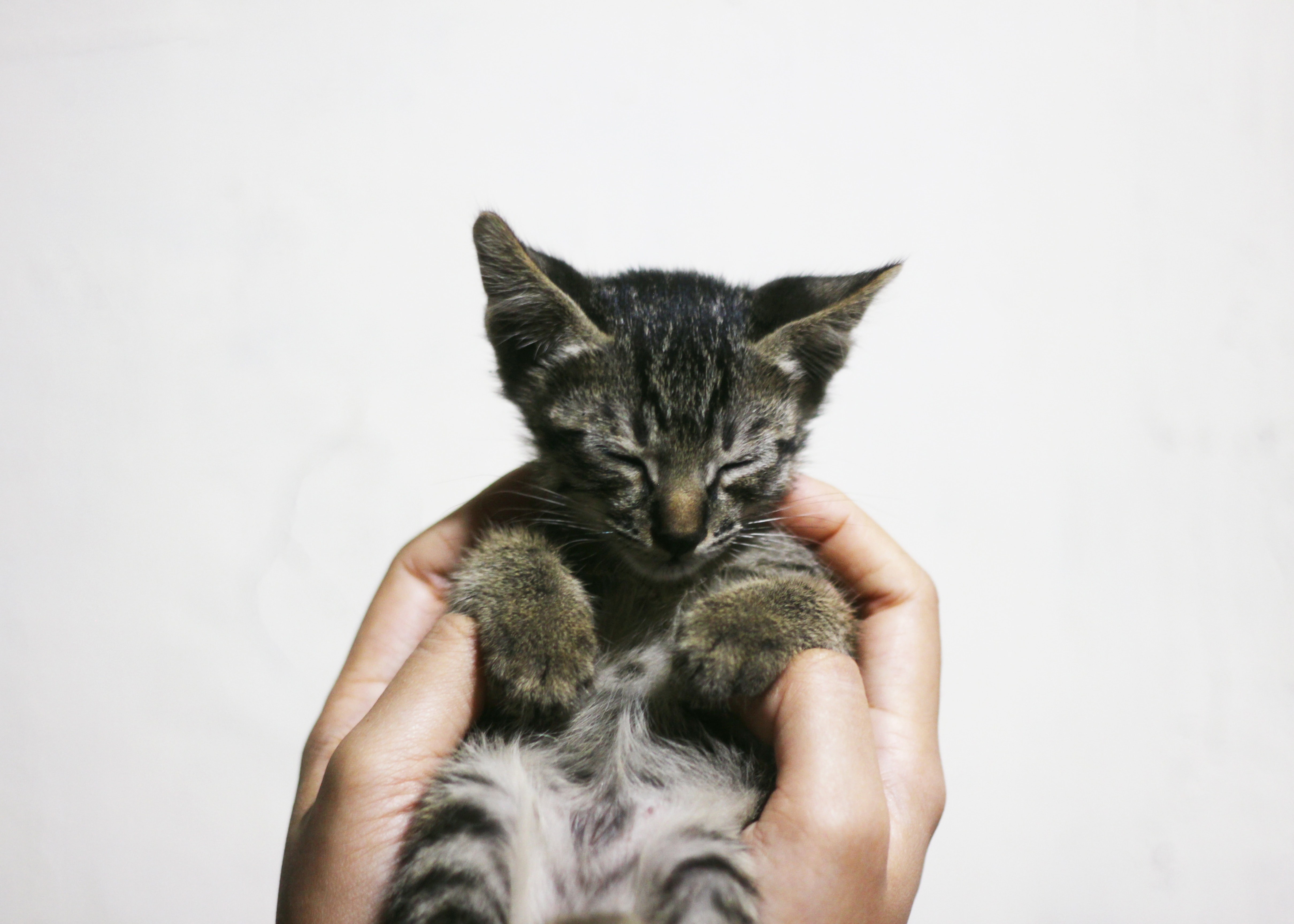 猫にマッサージをしよう!猫の健康にもコミュニケーションにも効果的