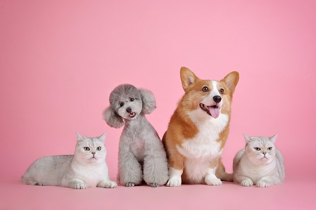 環境エンリッチメントとは?犬も猫もストレスがない幸せな生活を