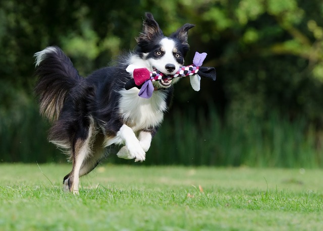 環境エンリッチメントとは?犬も猫もストレスがない幸せな生活を