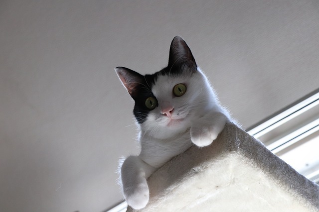 環境エンリッチメントとは?犬も猫もストレスがない幸せな生活を