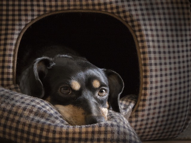 環境エンリッチメントとは?犬も猫もストレスがない幸せな生活を