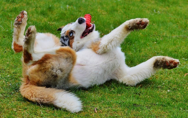 環境エンリッチメントとは?犬も猫もストレスがない幸せな生活を