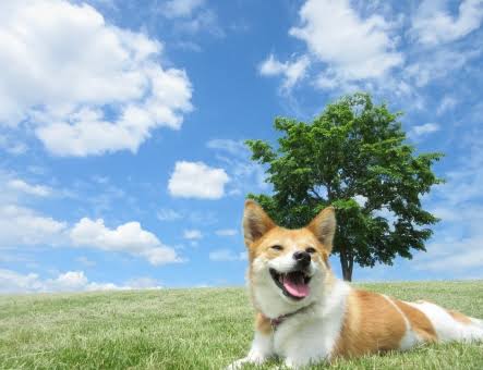 暑い夏に向けて〜カットをしてしまう前に考えてみて下さい!〜