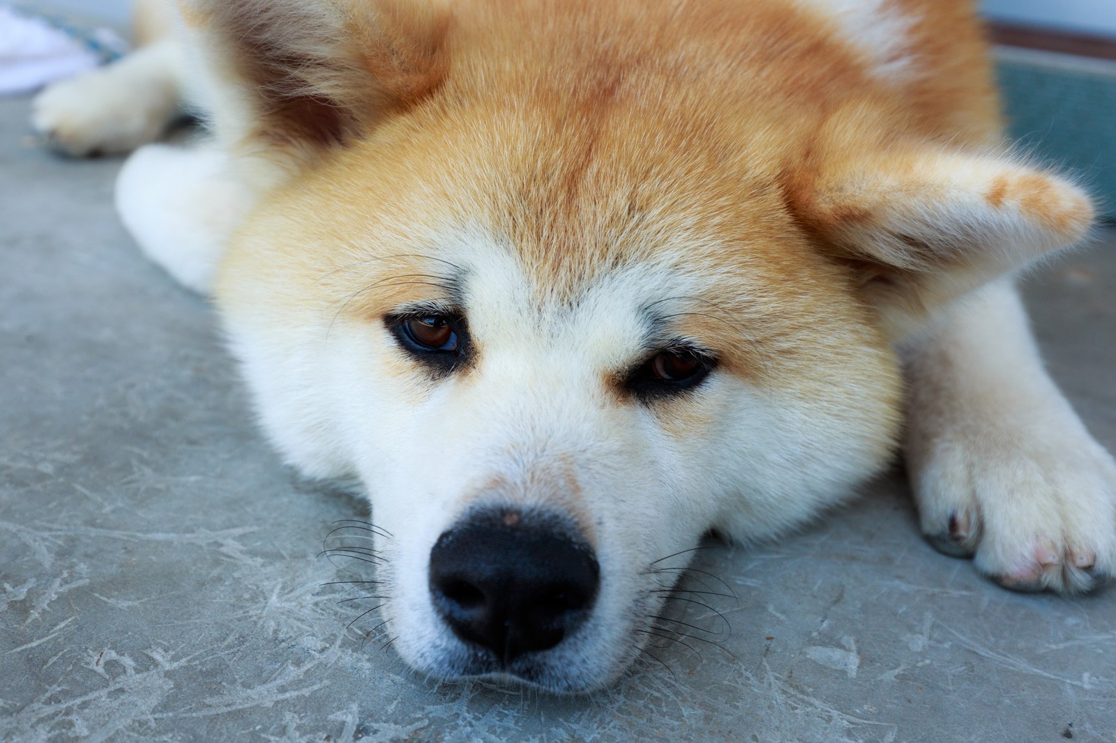 ペットシッターはどんなことまでしてくれる?犬編