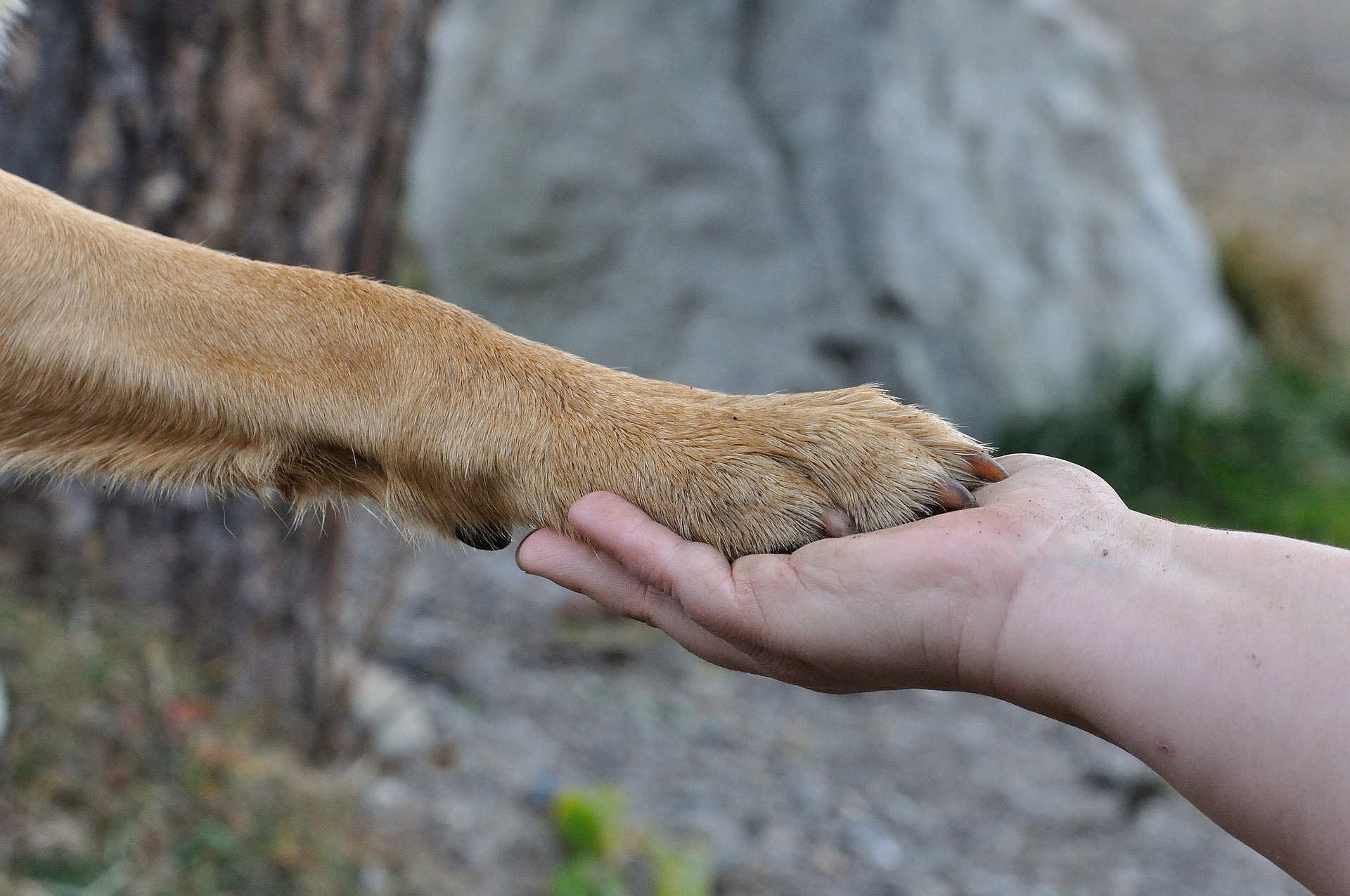 愛犬の脚が腫れてる!考えられる原因と対策5選