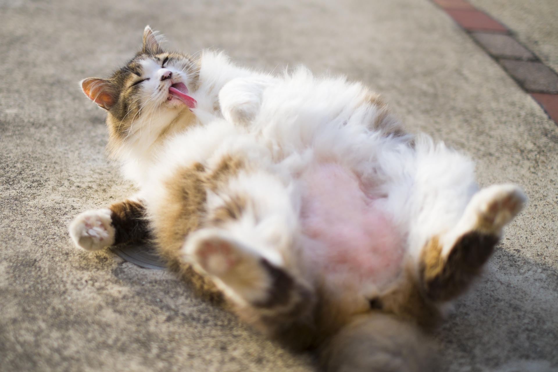 脱毛玉!長毛猫の毎日のお手入れのコツを解説します