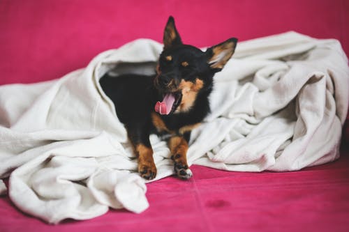 からかわないで!犬が嫌がる事