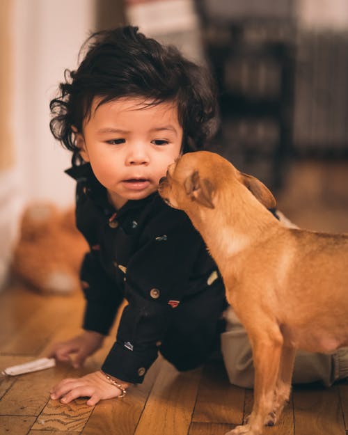 からかわないで!犬が嫌がる事