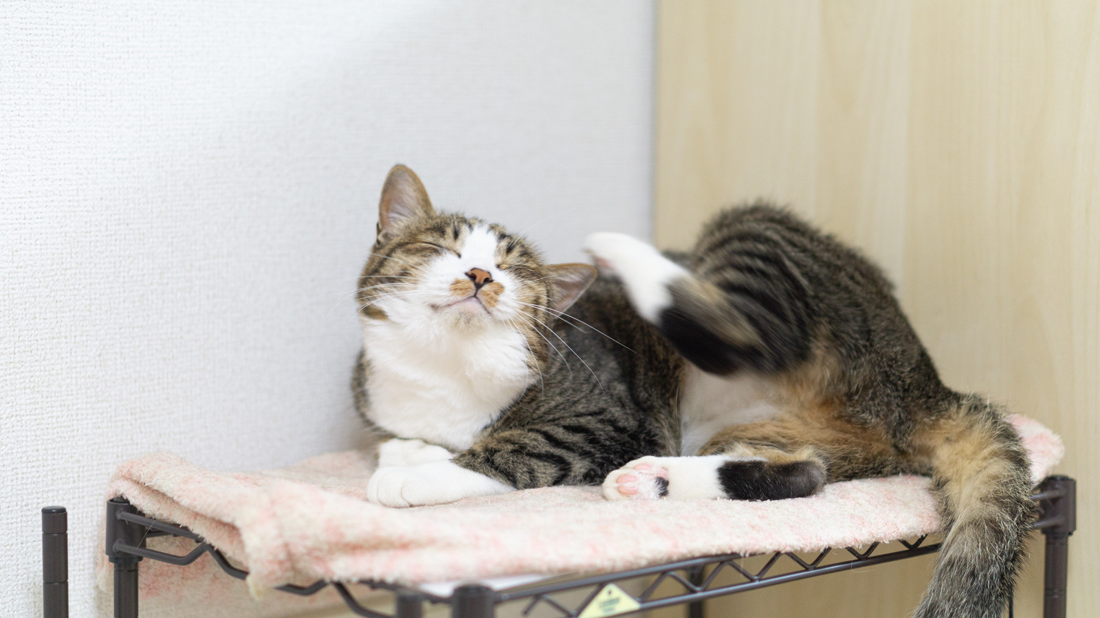ペットシッターはどんなことまでしてくれる?猫編