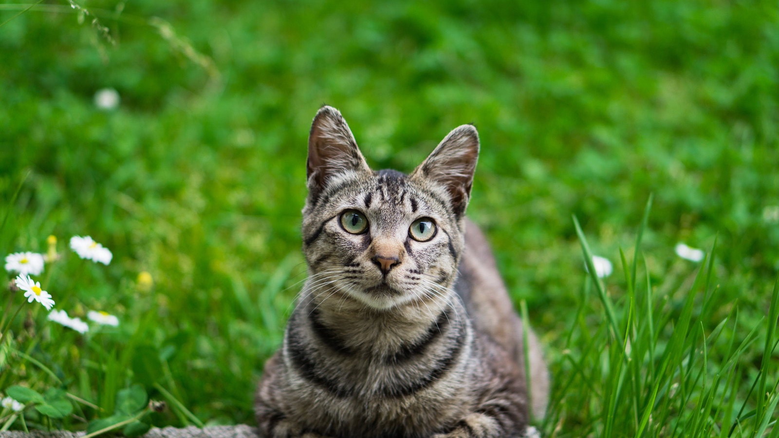 猫にとってアロマオイルは中毒を起こす危険な香り?