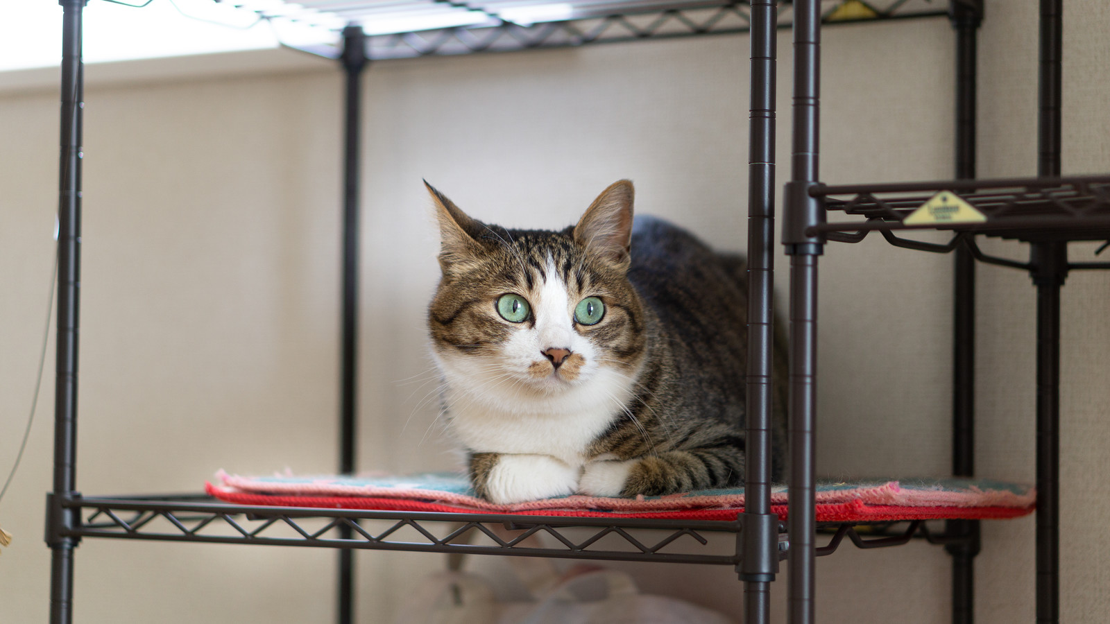 猫にとってアロマオイルは中毒を起こす危険な香り?
