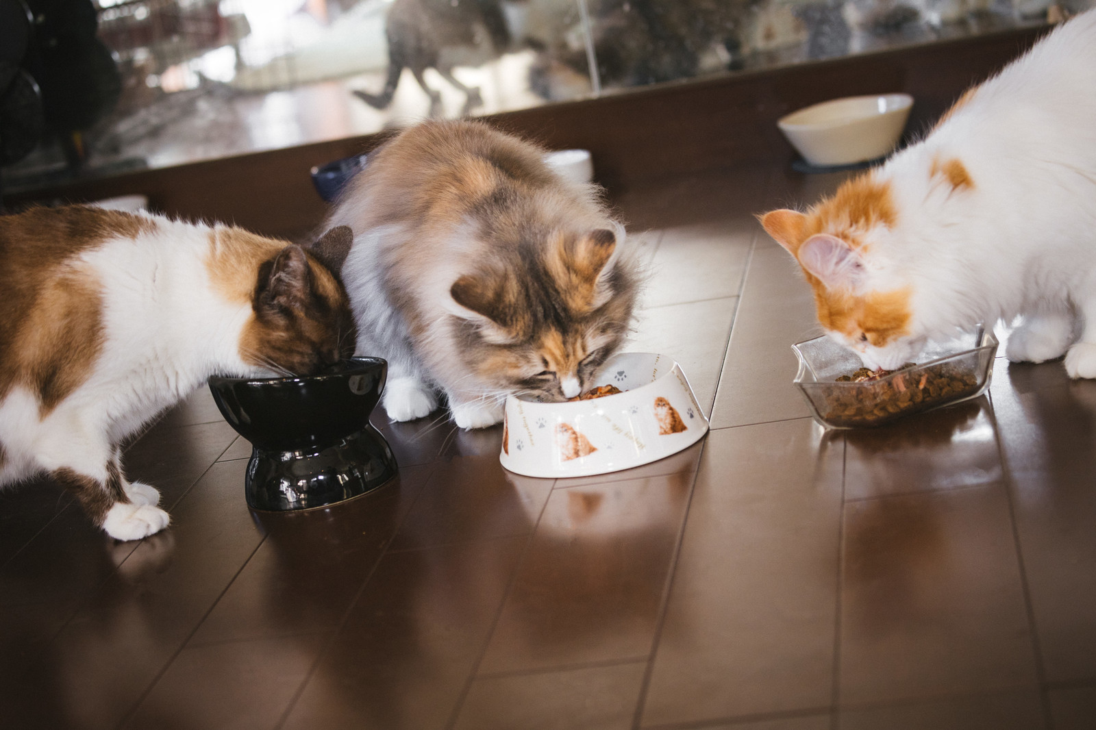 猫にとってアロマオイルは中毒を起こす危険な香り?