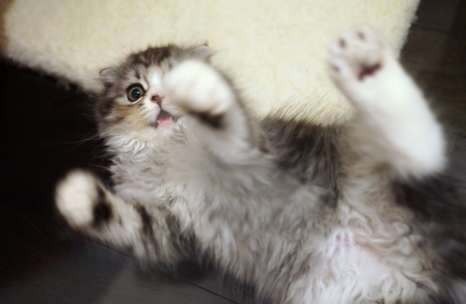 猫にとってアロマオイルは中毒を起こす危険な香り？