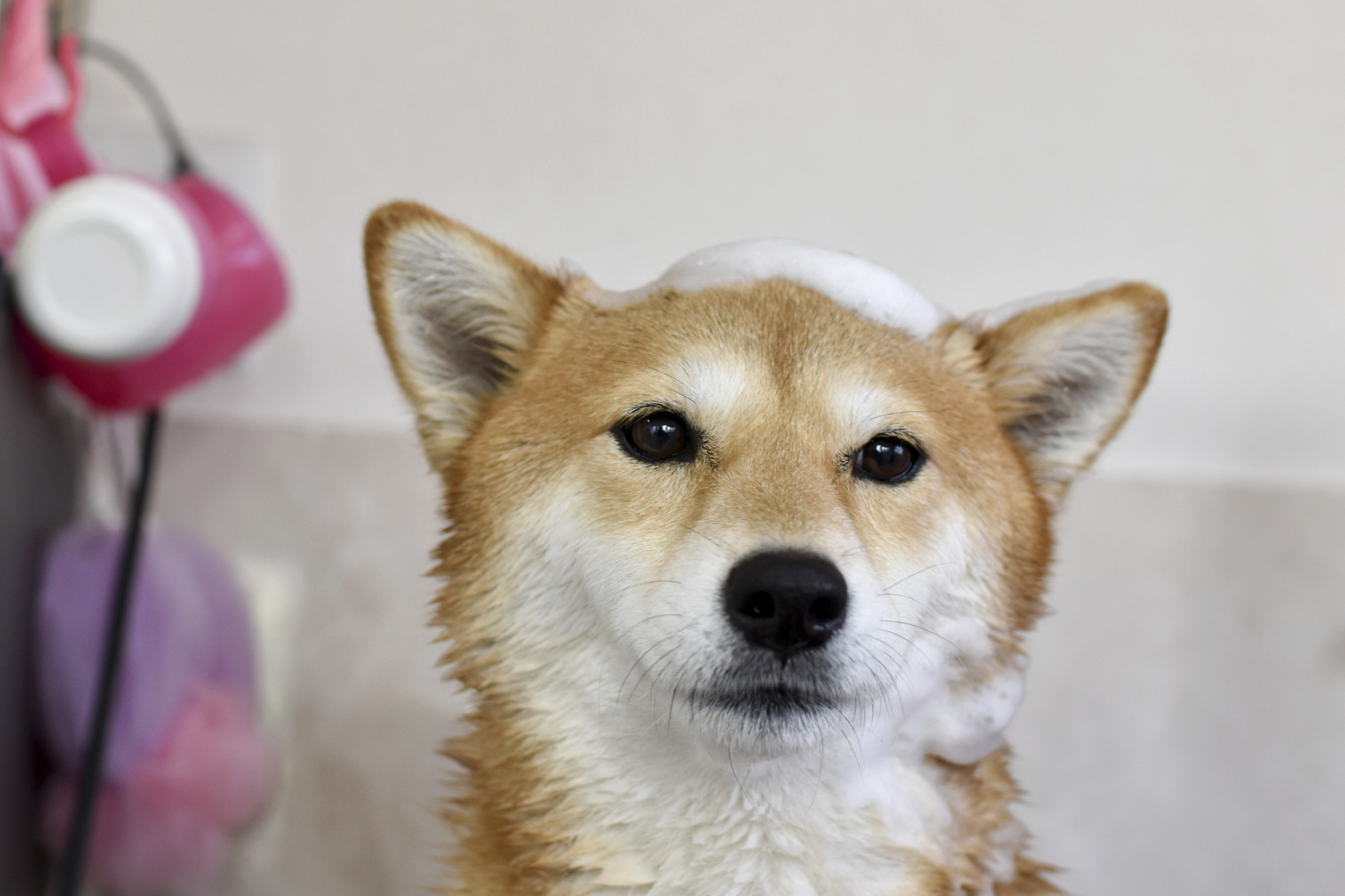 トリミングはワンちゃんの異常を見つけるきっかけ