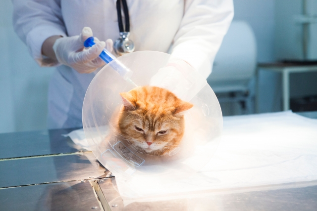 季節の変わり目、換毛期に注意したい猫の病気2つ