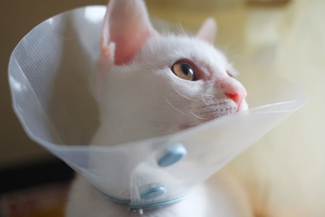 季節の変わり目、換毛期に注意したい猫の病気2つ