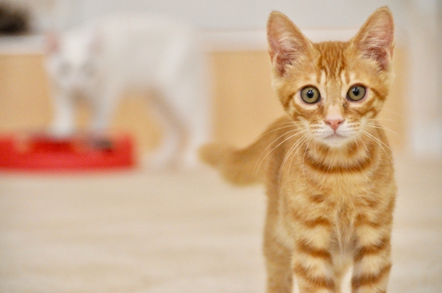 季節の変わり目、換毛期に注意したい猫の病気2つ