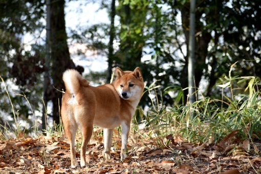 犬の肛門腺って絞った方がいいの?病気のリスクや絞り方について