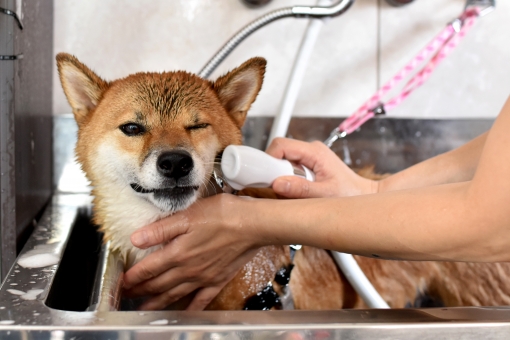 犬の肛門腺って絞った方がいいの?病気のリスクや絞り方について