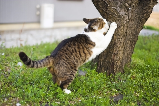 猫の爪とぎ:なぜ爪をとぐの?しつけ方や便利なグッズもご紹介!