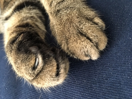 猫の爪とぎ:なぜ爪をとぐの?しつけ方や便利なグッズもご紹介!