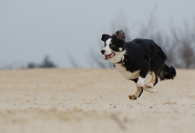 動物福祉から考える飼い主の責任