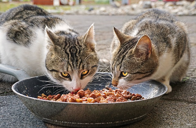 猫の食事について