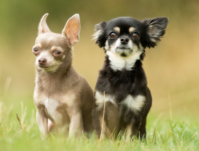 犬のブラッシング〜スリッカーの選び方〜