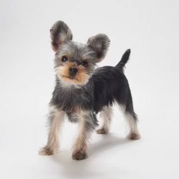 犬の特発性脳炎 最新治療と診断法①