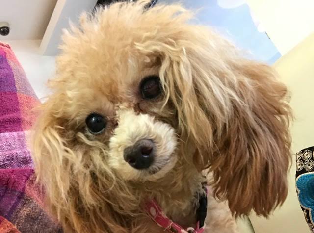 犬の特発性脳炎 最新の診断と治療②