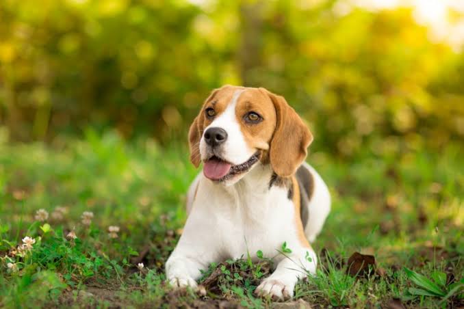 犬の特発性脳炎 最新の診断と治療②
