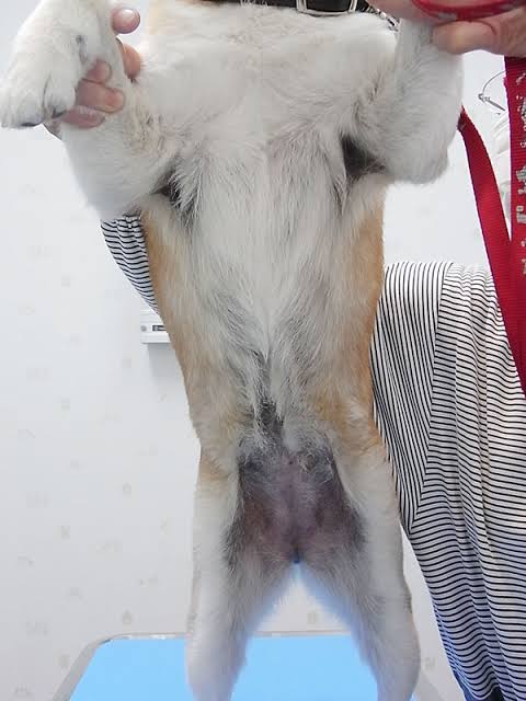 犬のアレルギー性皮膚炎に対する最新治療