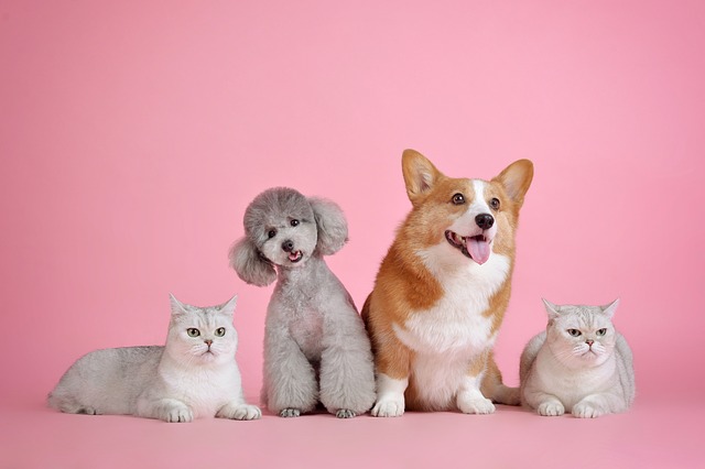 ドライフードの保存、大丈夫?酸化防止で犬も猫も健康に