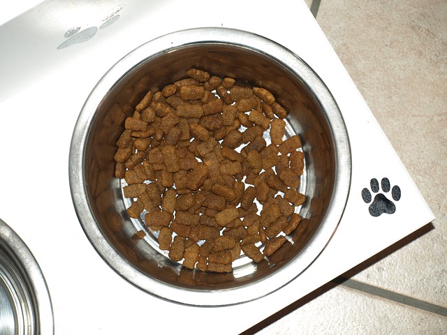 ドライフードの保存、大丈夫?酸化防止で犬も猫も健康に