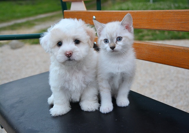 ドライフードの保存、大丈夫?酸化防止で犬も猫も健康に
