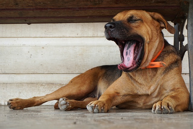 【犬のあくび】飼い主が知っておきたい愛犬のあくびの意味