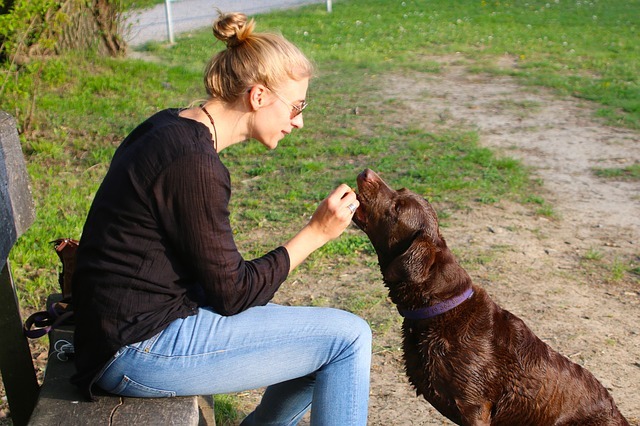 【犬のあくび】飼い主が知っておきたい愛犬のあくびの意味