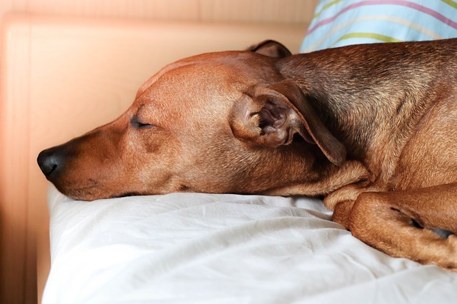 【犬のあくび】飼い主が知っておきたい愛犬のあくびの意味