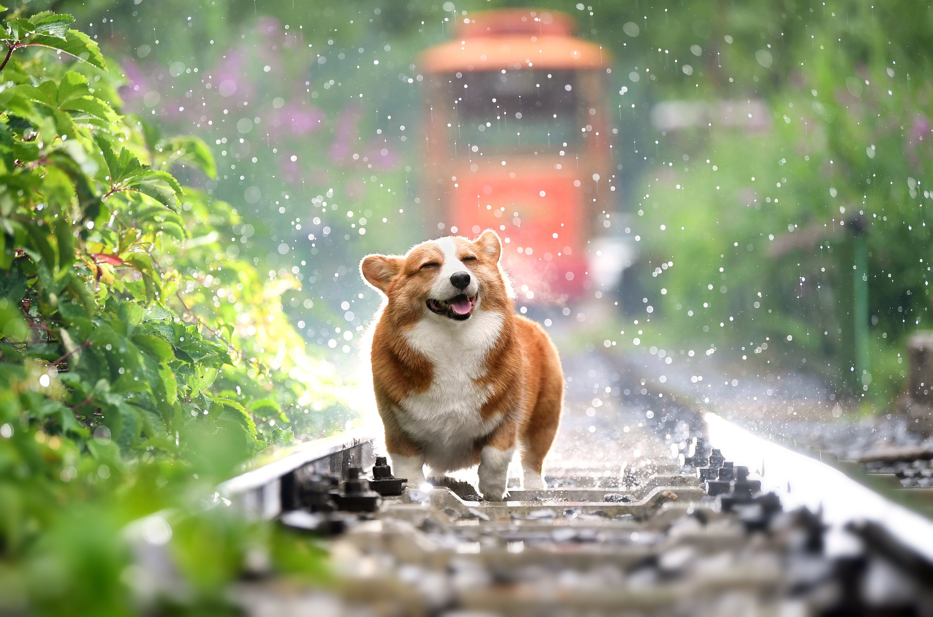 オス犬のトイレ問題!マナーベルトの使い方をチェック!