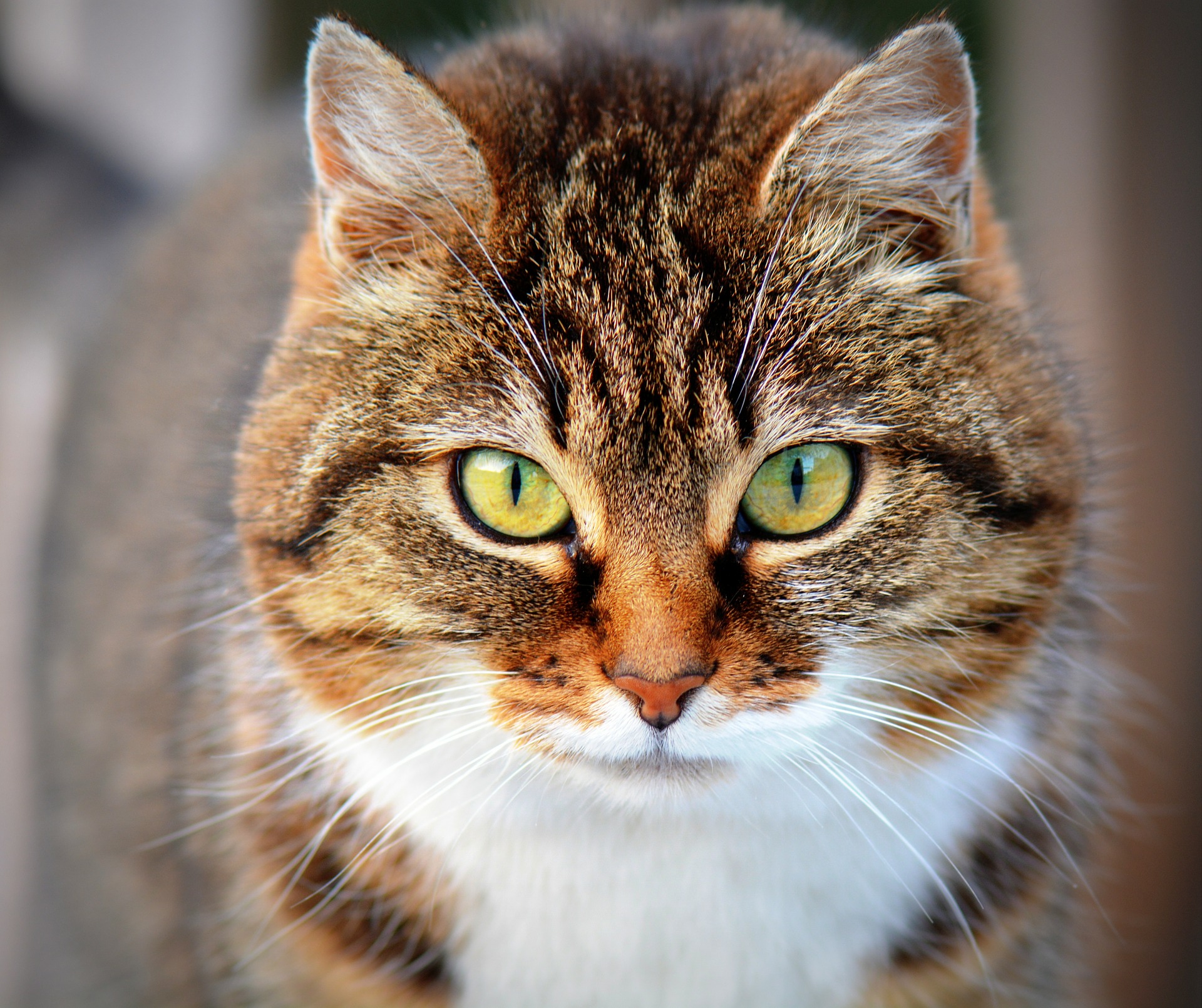 地域猫って?野良猫との違いを紹介