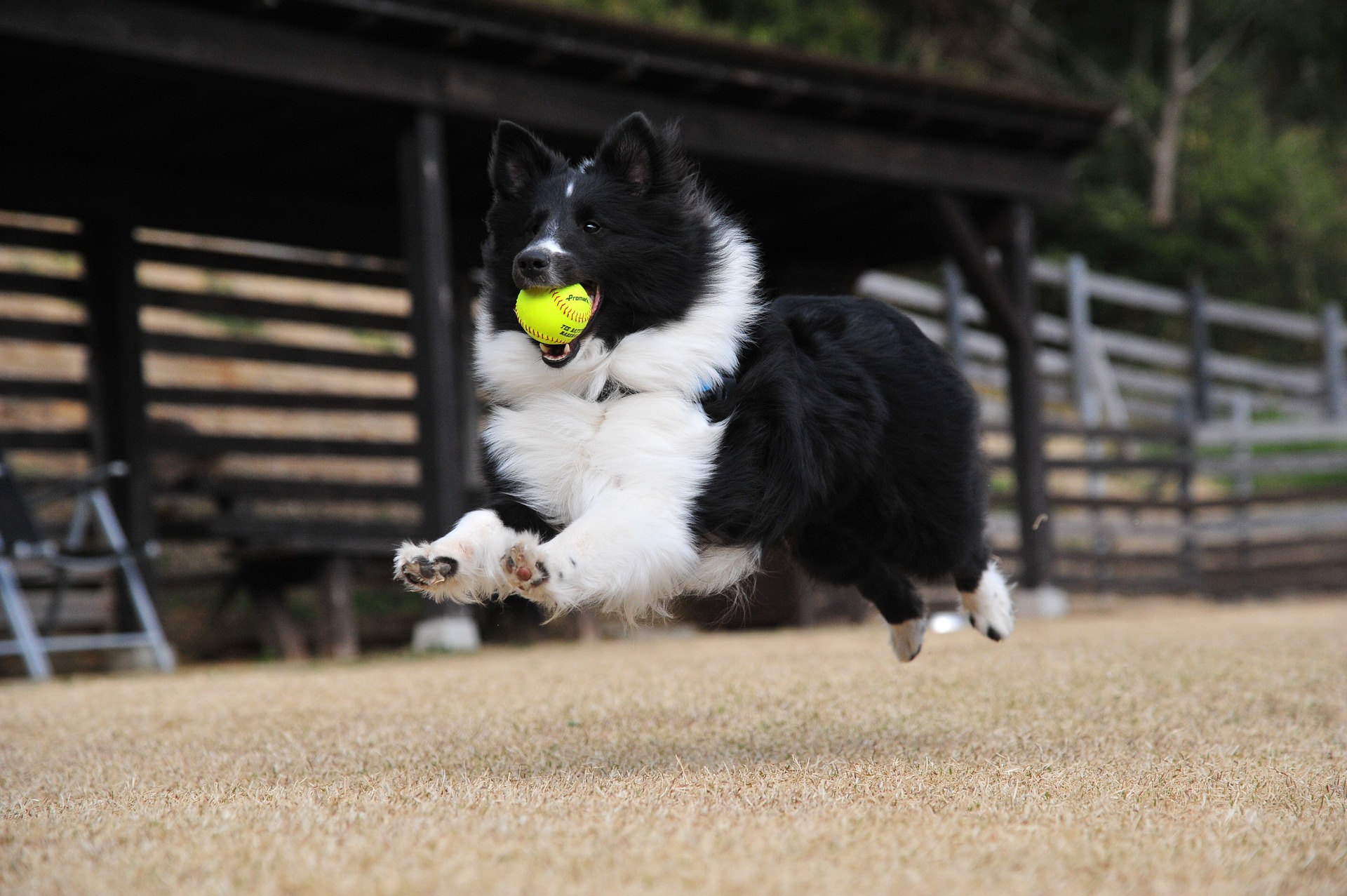 愛犬とドッグランに出かけよう!気をつけたいマナーを紹介